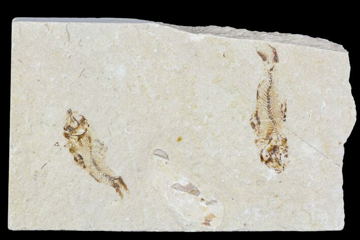 Two Cretaceous Fossil Fish (Armigatus) - Lebanon #110846